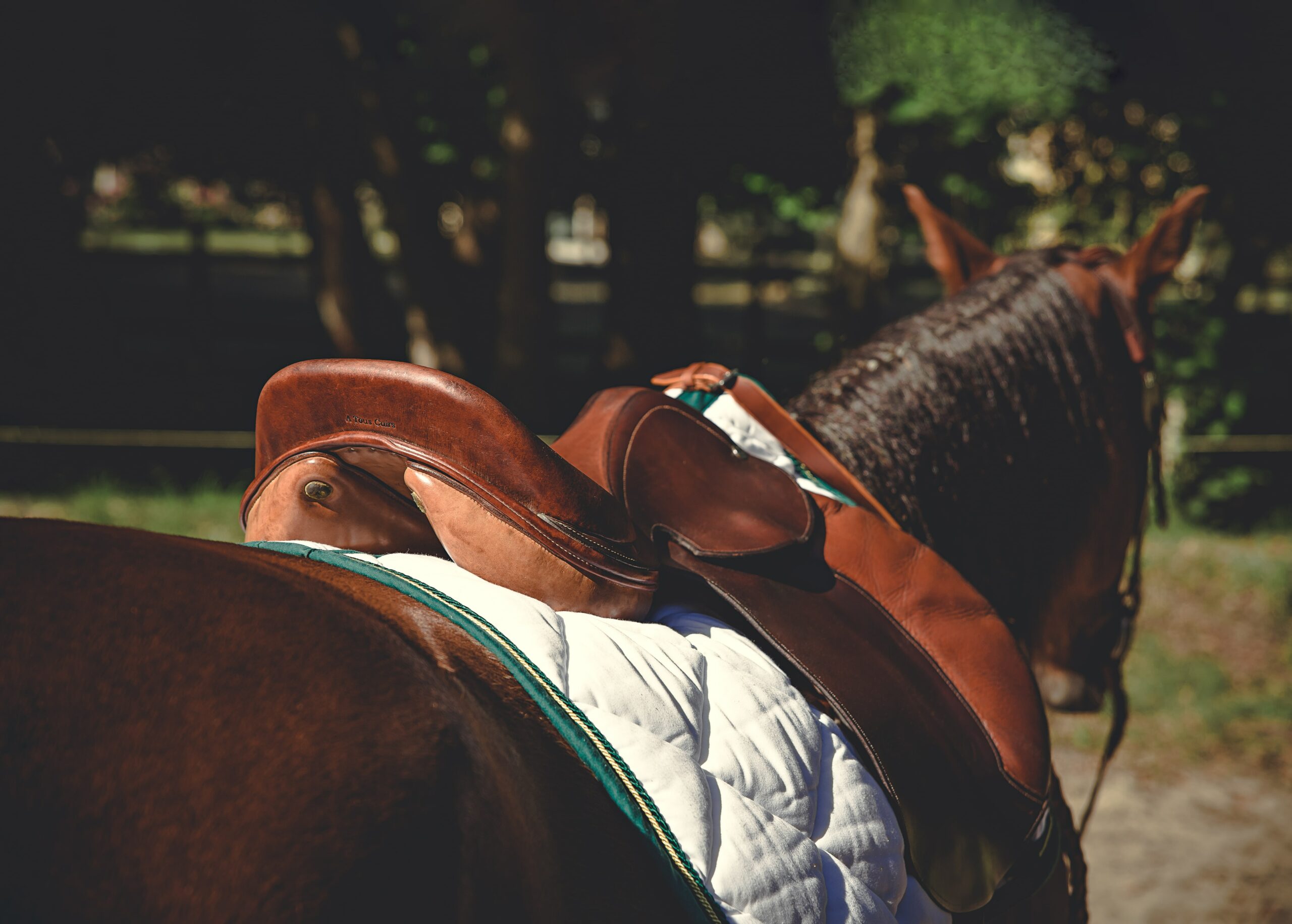 Selle en cuir A Tous Cuirs sur cheval dans un cadre naturel en Gironde,