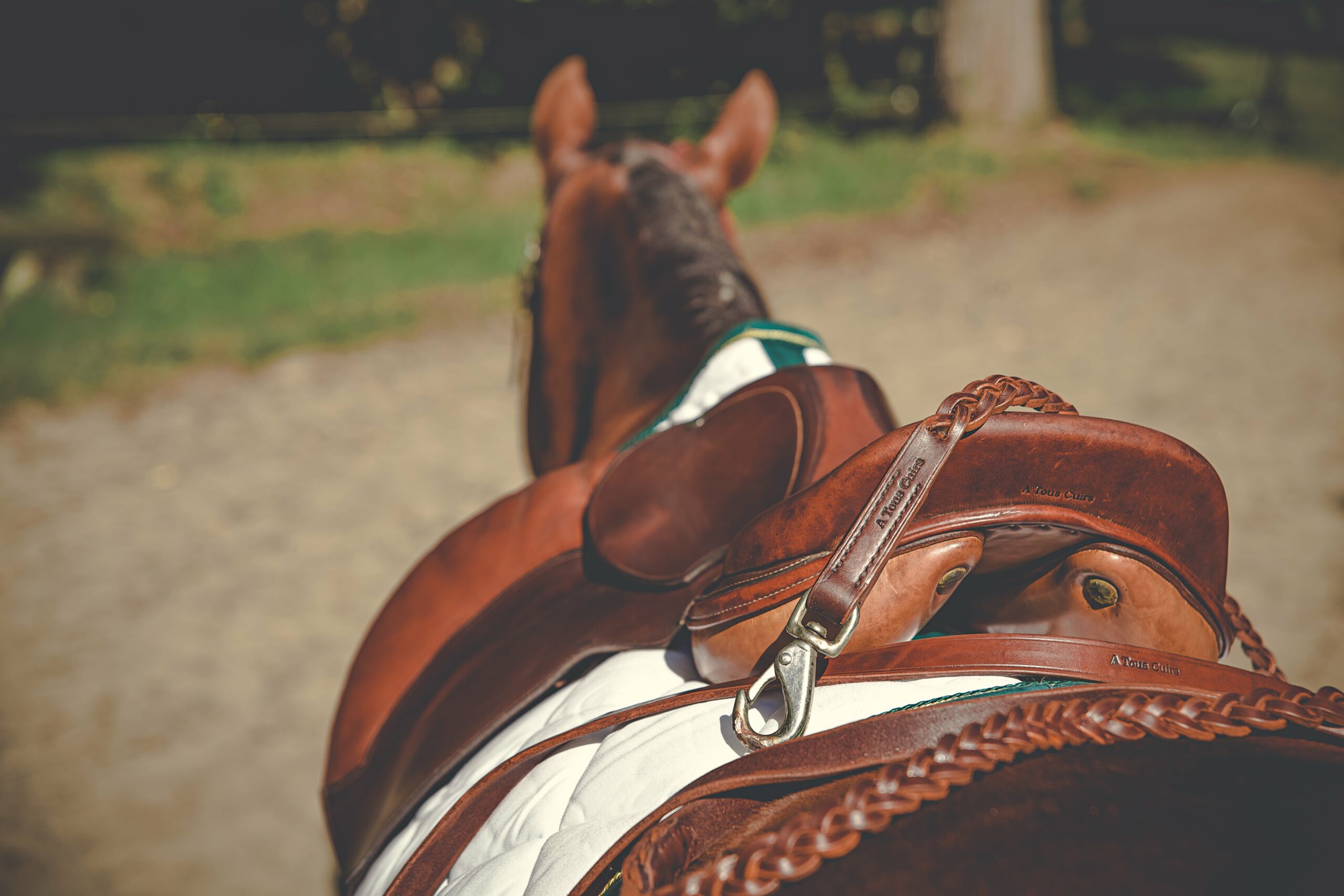 Selle en cuir A Tous Cuirs sur cheval brun en balade en Gironde, éclairée par la lumière naturelle,