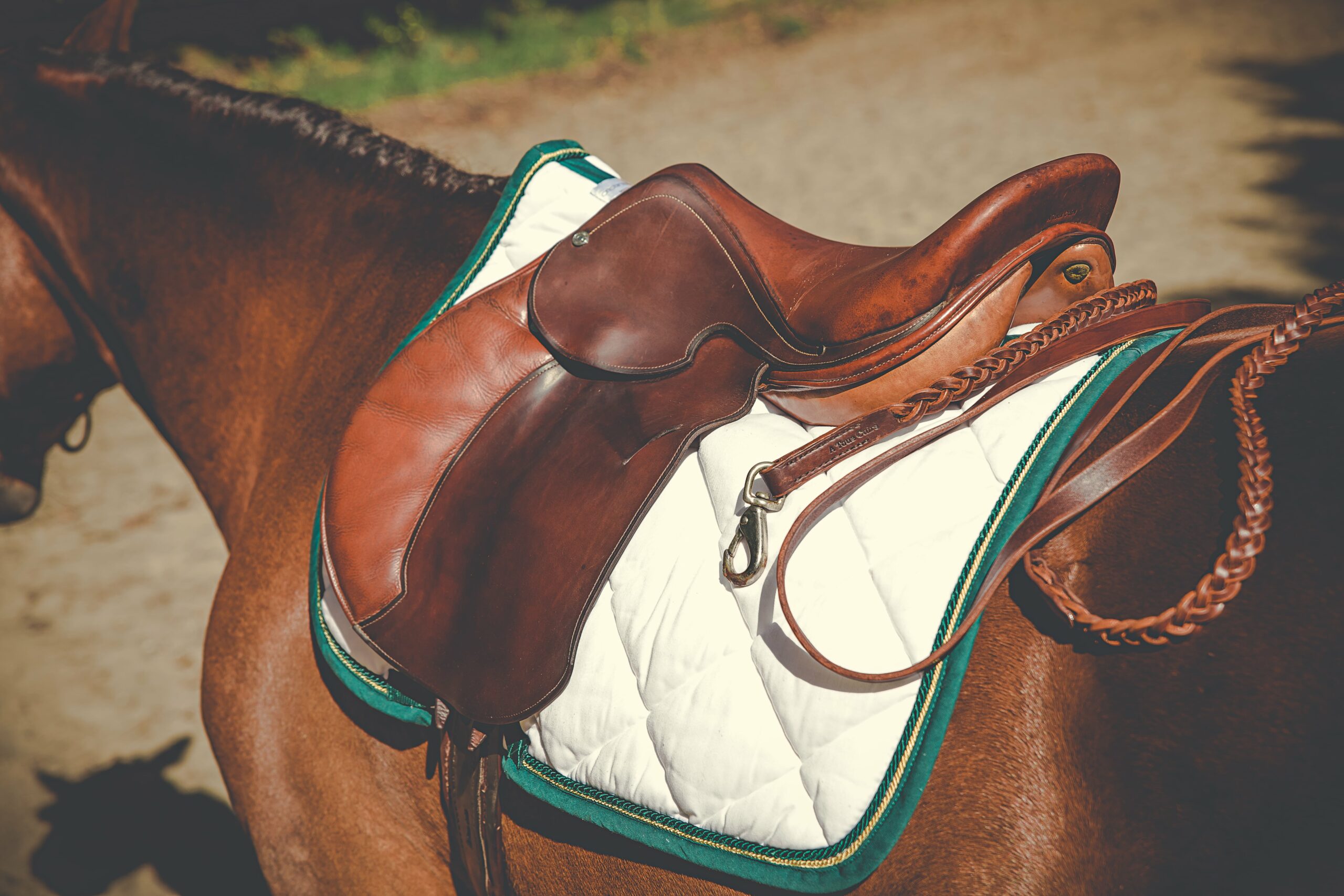 Selle d’équitation en cuir A Tous Cuirs sur cheval brun, lumière naturelle, vue en Gironde,