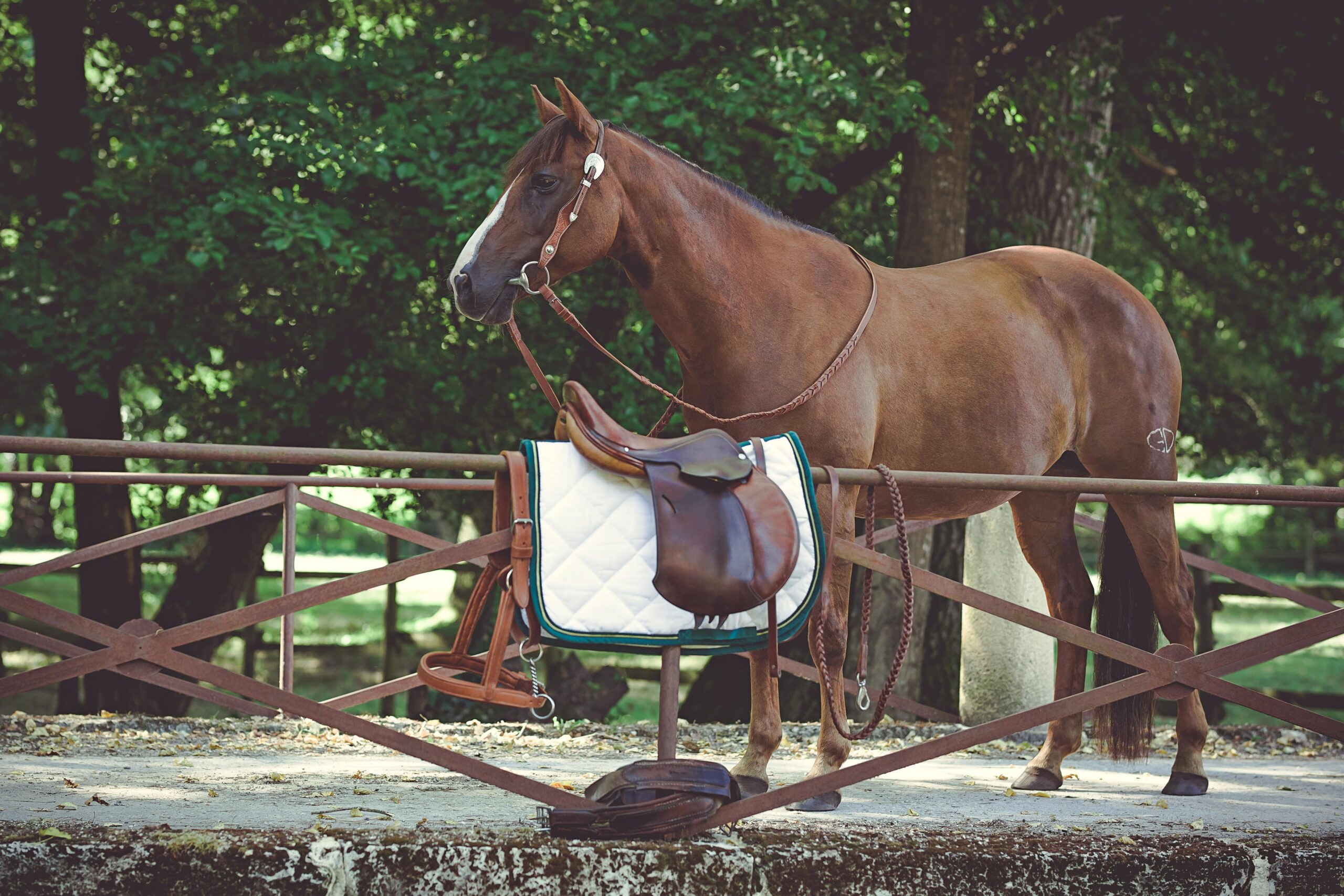 Selle équestre A Tous Cuirs en Gironde sur barrière, cheval marron et accessoires dans un cadre boisé paisible,