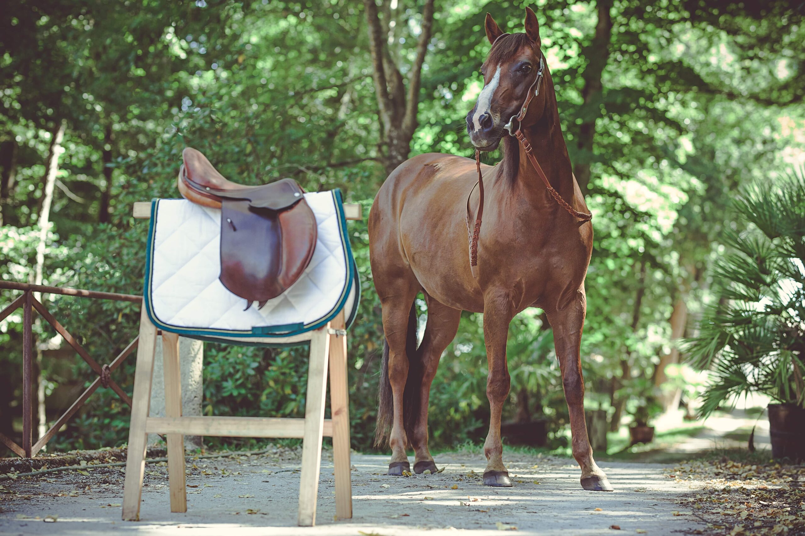 Selle en cuir A Tous Cuirs sur support bois, cheval et végétation en Gironde en plein air,