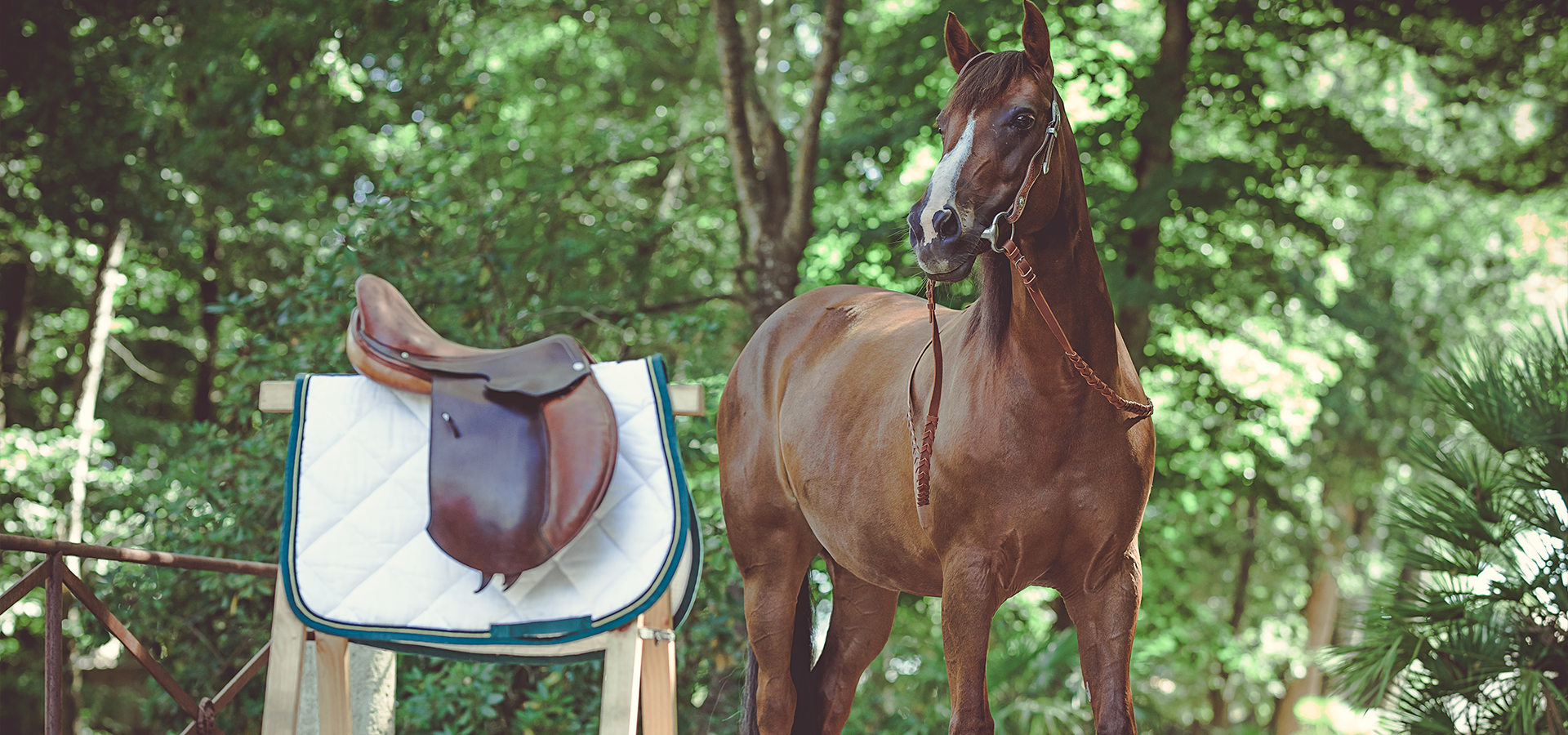 cheval avec équipements A Tous Cuirs près d’un bois en Gironde, selle posée sur un support sous la lumière naturelle,